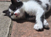 Cute kittens for sale (NEED GONE ASAP)