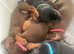 Brown and tan Doberman female ready now