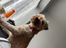 Female Yorkiepoo