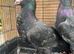 Siryan quality pigeon for sale