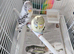 Lovely pied Budgies pair 3 months