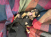 Beautiful smooth small black & tan Jack Russell puppies