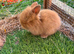 2 baby lion lops