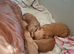 F1 cockapoo puppies