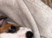 Male Jack Russell pup