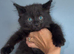 Urgent 2 kittens