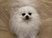 Beautiful 4yo pedigree Pomeranian boy available