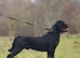 Rottweiler Puppies
