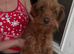 Girl dog