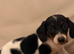 Dachshund 2boys 1girl