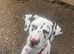 Dalmatian for sale