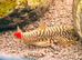 Red tailed hillstream loach £20 each or 2 for £35