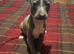 Italian greyhound puppies