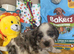Cockapoo puppies ready now