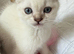 White Scottish Fold female kitten