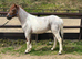 Stunning SHP Type Youngster
