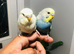 Beautiful Baby Budgies for sale.