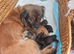 Shih tzu Puppies from 20.06.26