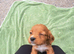 Puppies