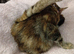Tabby cat for sale