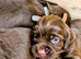 Stunning first litter of working sprocker puppies