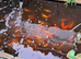 Fancy goldfish fantail all mixed colours