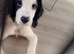 Female Cocker spaniel