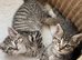 2 tabby kittens
