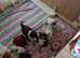 6 border collie puppies for sale