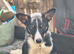 8 month old collie x kelphie