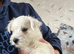 1 Beautiful westies girl left