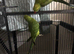 Indian ringneck with cage