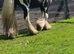 Mini Cob