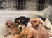 Cheaper puppies do not have full health assessment read adoption