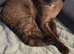 Longhaired siamese