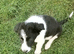 Border Collie Pups
