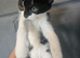 2 kittens ready to leave