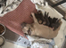 French bulldog puppy