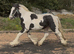Handsome Cob Gelding