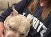 2 year old Pocket bully neutered male