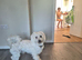 Bichon Frise male