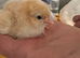 Buff orpington day old chicks healthy chicks unsexed chicken need heat