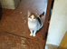 4 kittens ready for there forever good home