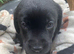 GORGEOUS CHUNKY SHOW BLACK LABRADOR BOY PUPPIES AVAILABLE (PICTURED)