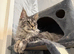 Male Mainecoon (Simba)