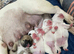 Puppy 5 months fawn pie Frenchie