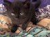 4 cute and mischievous kittens looking for their forever homes