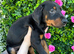 Doberman pups