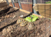 Hermann tortoises 1 year old