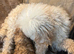 Apricot Toy Poodles!